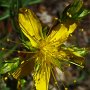 Gold Wire (Hypericum concinnum): This  native flower only grows in California.